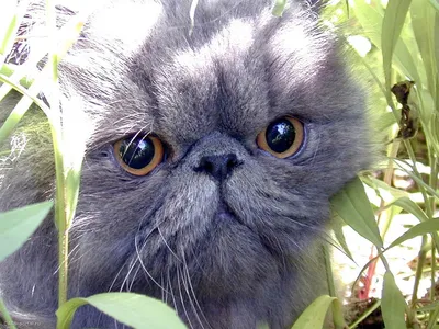 Персидский кот гладкошерстный (35 фото)