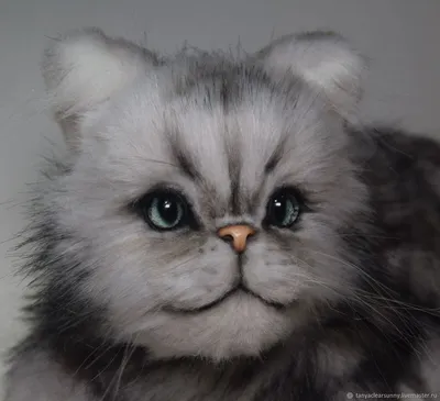 Кот экзот – купить в Москве, цена 5 000 руб., продано 14 апреля 2021 – Кошки