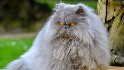 Персидский кот фото фотографии