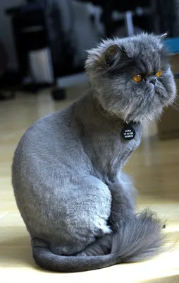 Милый персидский кот дома :: Стоковая фотография :: Pixel-Shot Studio