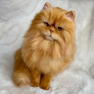 Персидский кот персикового цвета с …» — создано в Шедевруме