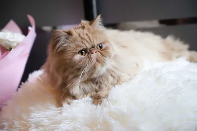 Персидский кот милый» — создано в Шедевруме