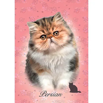 персидский кот стоковое фото. изображение насчитывающей прелестное -  57706952