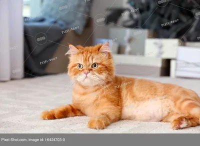 Персидская кошка\" | Пикабу