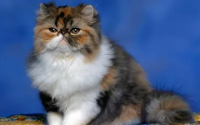 Милый персидский кот на кровати :: Стоковая фотография :: Pixel-Shot Studio
