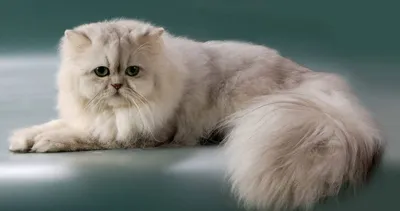 Персидский кот шиншилла фото фотографии
