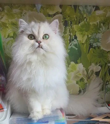 Фотогалерея \"Персы и экзоты\" - \"Персидская кошка окраса серебристая шиншилла\"  - Фото породистых и беспородных кошек и котов.