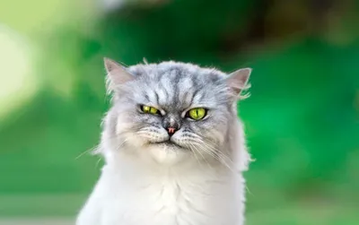 Кот шиншиллы персидский стоковое изображение. изображение насчитывающей  котенок - 67013843