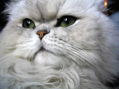 Фотогалерея \"Персы и экзоты\" - \"Персидский кот окраса серебристая шиншилла  Jackson Vanilla Ice\" - Фото породистых и беспородных кошек и котов.