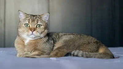 Игривый сварливый персидский кот шиншилла с красивыми зелеными глазами |  Премиум Фото