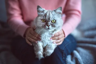Персидский кот шиншилла - картинки и фото koshka.top