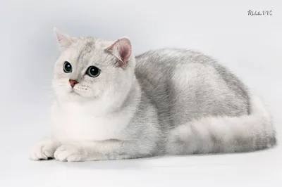 Персидский кот серебристая шиншилла - 23 Июля 2016 - Новости о кошках