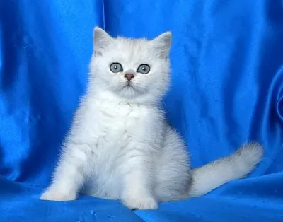 Персидский кот: что стоит знать об этой породе? | Хитрости жизни | Дзен