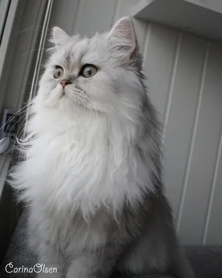 Персидская Кошка, Породы кошек, описание, уход - YouTube