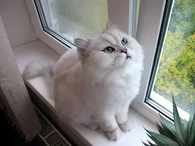 Персидская шиншилла: описание породы кошек, характер, фото и цена |  kotodom.ru