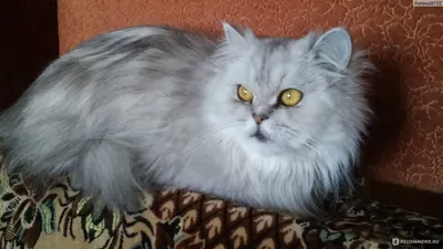 Персидская золотая шиншилла кошка - картинки и фото koshka.top