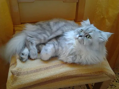 Персидская шиншилла: описание породы кошек, фото, питание, характер и  поведение