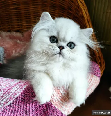 Персидский кот белый - 77 фото