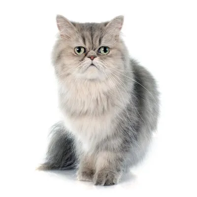 Британская порода кошек (окрас зодотая шиншилла) фотография Stock | Adobe  Stock