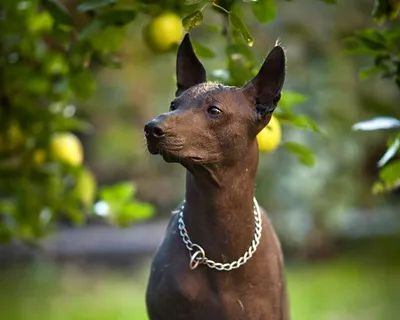 Перуанская голая собака (Peruvian Hairless Dog) - это умная, привязчивая и  активная порода собак. Описание, фото, отзывы.