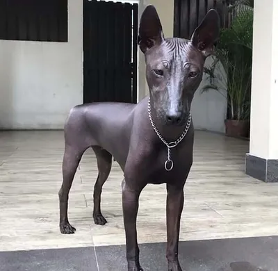 Африканская голая собака: характеристики породы, фото, характер, правила  ухода и содержания