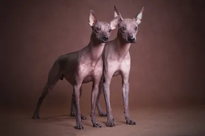 Мексиканская голая собака (Mexican Hairless Dog) - это милая, умная и  легкообучаемая порода собак. Фото, описание и отзывы.