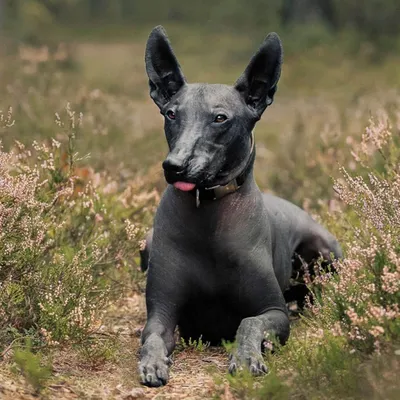 Перуанская голая собака, фотографии перуанской голой собаки