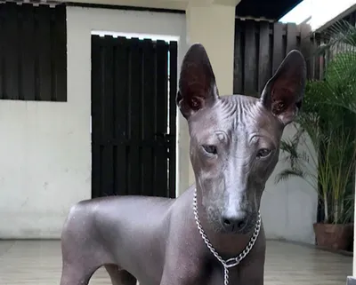 Описание породы собак - Перуанская голая собака