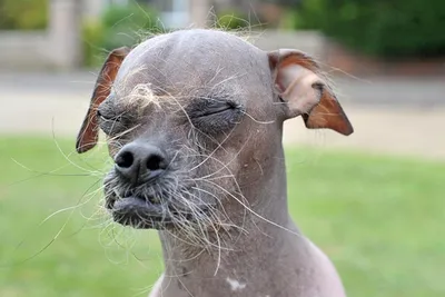Bearcat - У нас новая порода!!! Перуанская лысая собака!... | Facebook