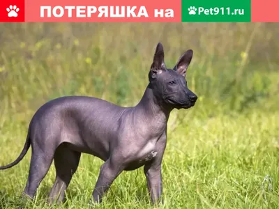 Ксолоитцкуинтли: лысая порода собак c загадочной историей происхождения |  Собака - друг человека | Дзен