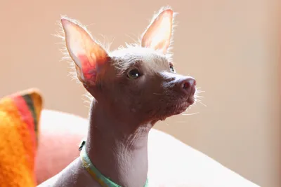 Щенок Породы Перуанская Лысая Собака — стоковые фотографии и другие  картинки Животное - iStock