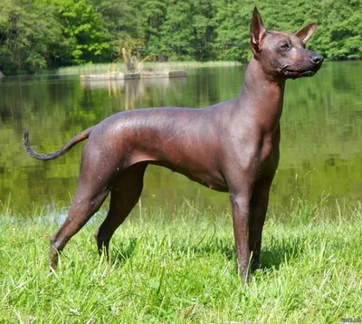Перуанская лысая собака фото фотографии