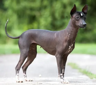 портрет пешеходной собаки Xoloitzcuintli Mexican обнаженной с девушкой на  заднем плане. красивая лысая собака Стоковое Изображение - изображение  насчитывающей разведенными, щенок: 226024813