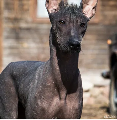 Собака американский голый терьер лысый пес лысая агт dog american hairless  terrier muzzle морда Stock Photo | Adobe Stock