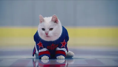 Первые зрители назвали кота главной звездой «Капитана Марвел» — Новости на  Кинопоиске