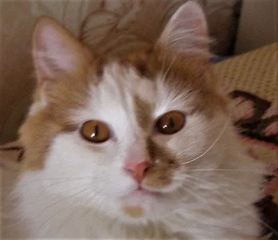 В конкурсе \"Самый красивый кот Анапы\" уже появились первые участники!!