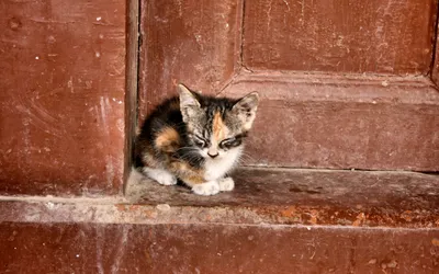 Срочно отдам кошку в добрые руки.: Договорная ᐈ Коты | Бишкек | 49693269 ➤  lalafo.kg