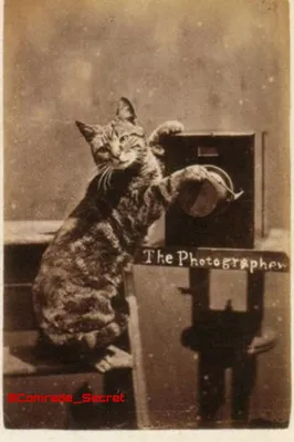 Первые фотографии кошек в истории | Пикабу