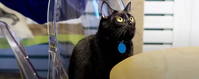 Домик вышивающей кошки: История одного там Кота в четырёх действиях