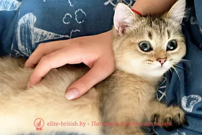 Кошка и новорожденный ребенок в квартире: как коты реагируют на маленьких  детей