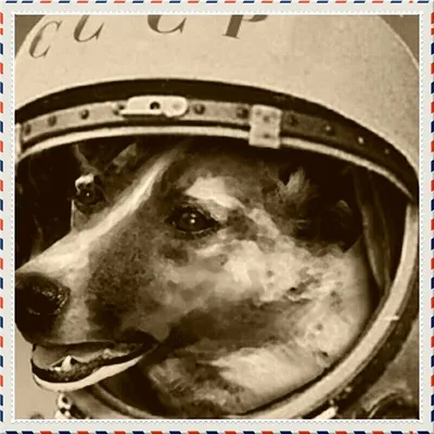 5 историй: Полеты животных в космос