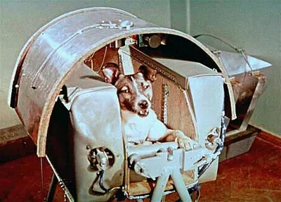 Daily Mail (Великобритания): Советы лгали о первой собаке в космосе (Daily  Mail, Великобритания) | 07.10.2022, ИноСМИ