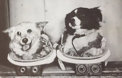 Первые собаки космонавты 🐕 - Гульдог