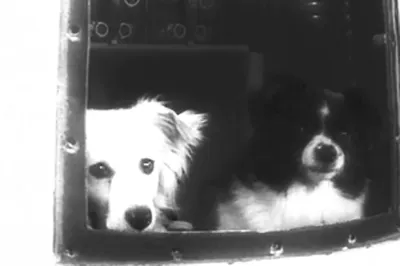 Белка и Стрелка: первые собаки в космосе» — создано в Шедевруме