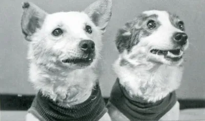 Первая собака-астронавт: 65 лет назад дворняжка Лайка проложила людям путь  в космос - Минская правда