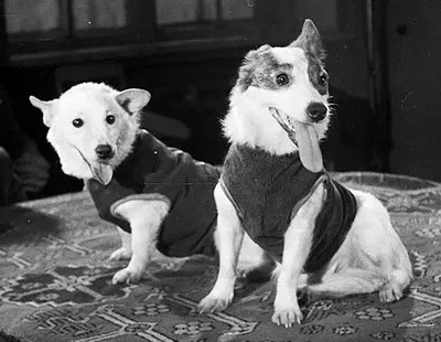 Белка и стрелка первые собаки в …» — создано в Шедевруме