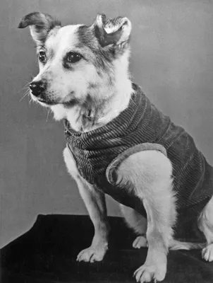 Наука/Science - Собаки Ветерок и Уголек Первый самый долгий полет в истории  космонавтики совершили собаки Ветерок и Уголек. Старт состоялся 22 февраля  1966 года, а завершился полет через 22 дня (биоспутник «Космос-110»
