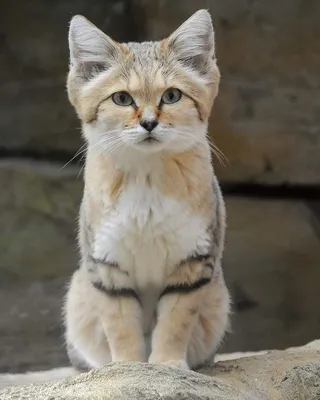 Дикие кошки: Барханная кошка (Felis margarita)