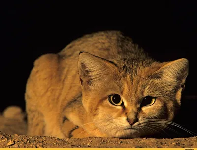 Песчаный кот » 24Warez.ru - Эксклюзивные НОВИНКИ и РЕЛИЗЫ