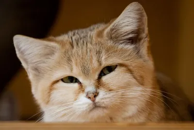 Песчаный кот, или барханная кошка